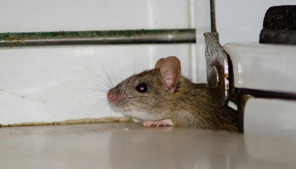 Dératisation en copropriété à Nîmes : qui paie, qui décide, qui intervient ? Dératisation en copropriété à Nîmes : qui paie, qui décide, qui intervient ?